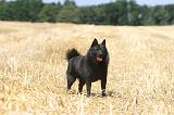 SCHIPPERKE 071